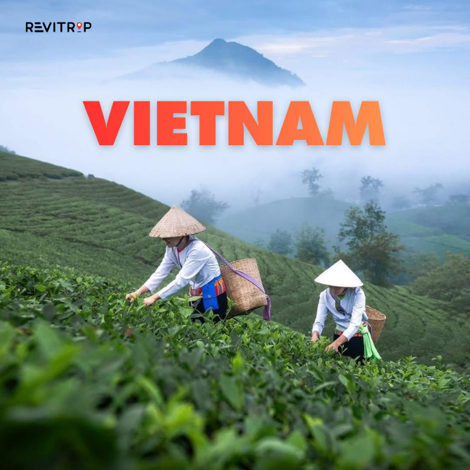 Tea plantation in Vietnam with farmers wearing conical hats