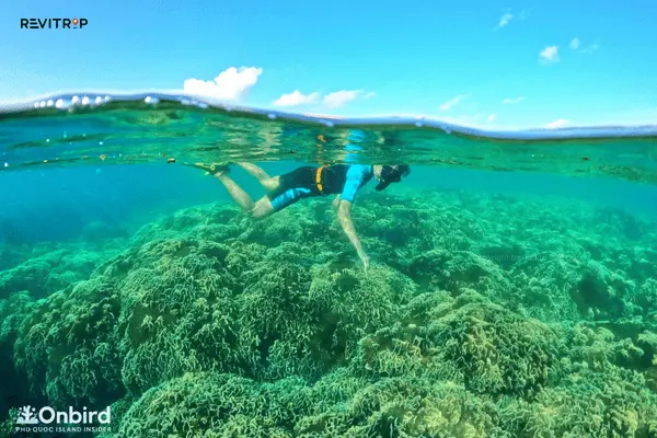 精心策划的海洋探索浮潜之旅