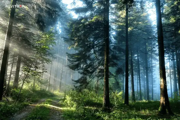 A quiet pine forest road on the outskirts of Da Lat City