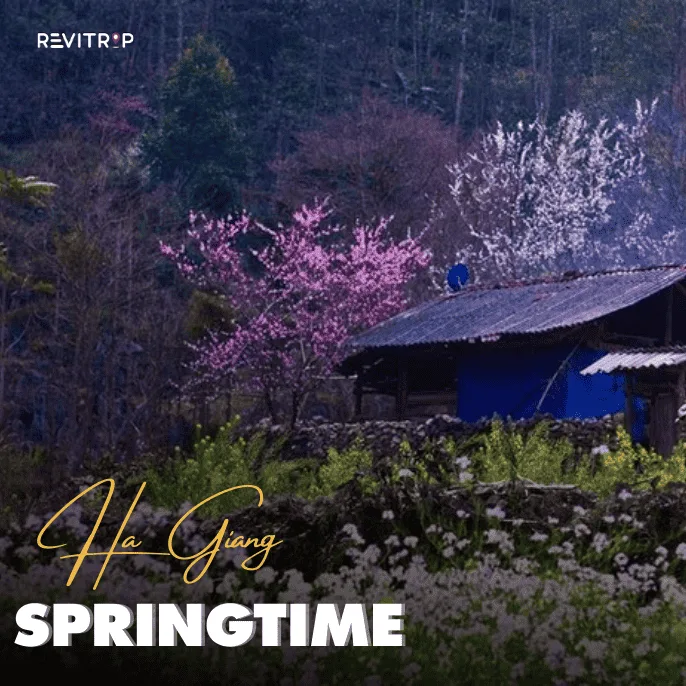 Ha Giang in Spring: A Complete Travel Guide
