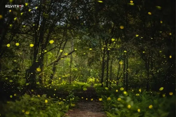 Cuc Phuong National Park Night Safari