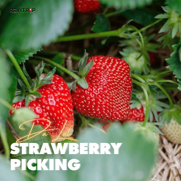 Da Lat Strawberry Farm A Sweeter Side of the City