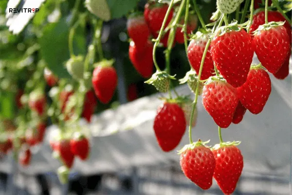 Fresh Ripe Strawberries at a Da Lat Farm