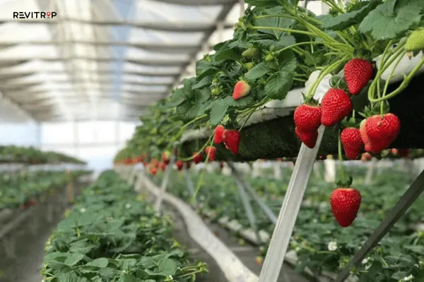 Inside a Da Lat Strawberry Farm Greenhouse