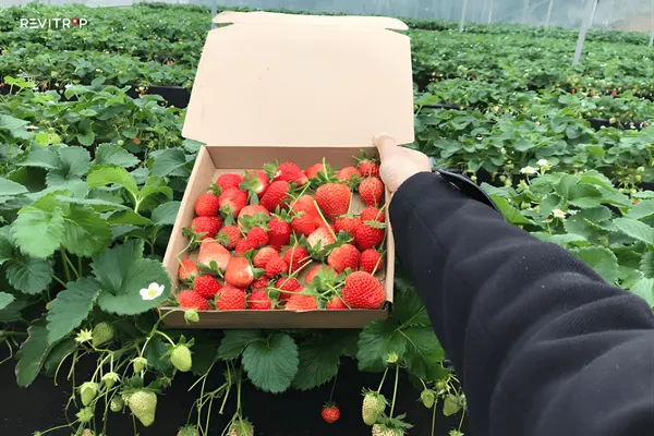 Strawberry Picking at a Da Lat Farm