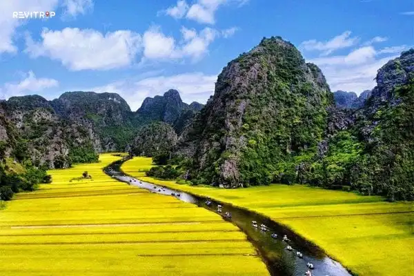 Tam Coc golden rice fields