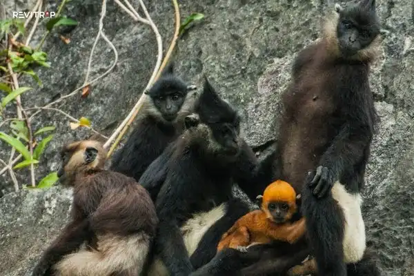 Delacour's Langur