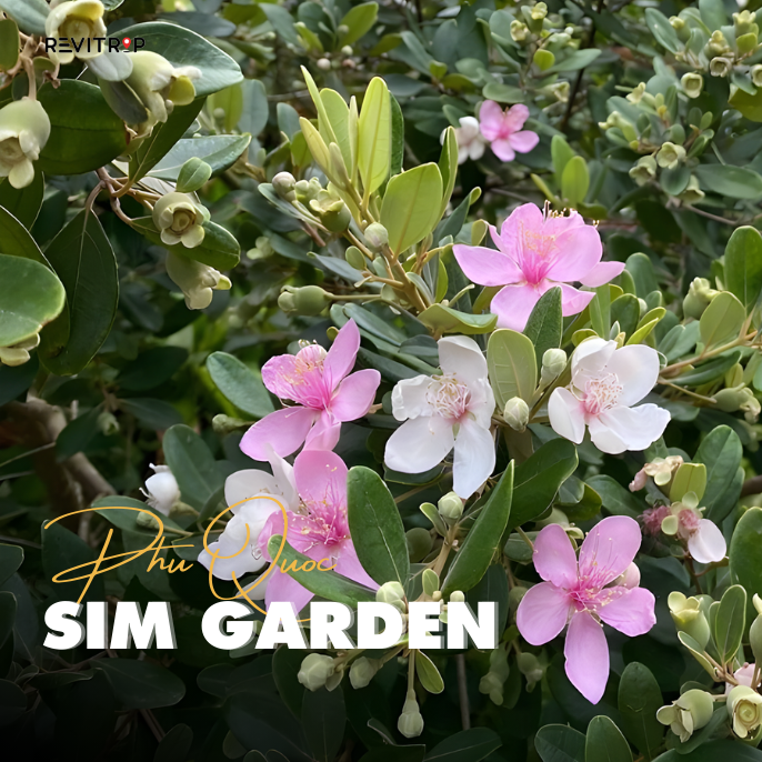 Phu Quoc Sim Garden: Complete Visitor Guide 2026