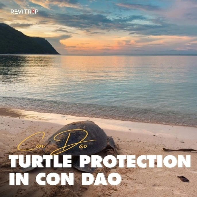 Turtle Protection in Con Dao: Why 90% of Vietnam’s Turtles Nest Here